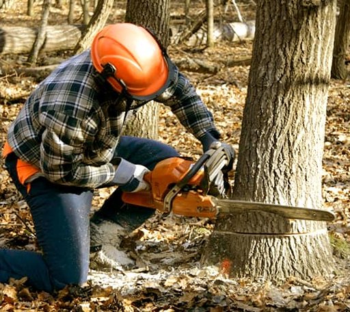 Tree Removal in Eielson Afb, AK